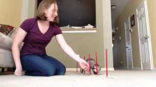 Ferret Learning Agility Weave Poles - Part 2