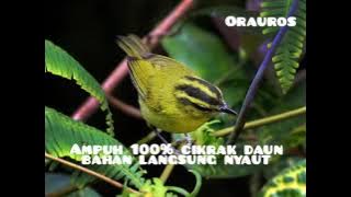 pancingan burung cikrak daun bahan