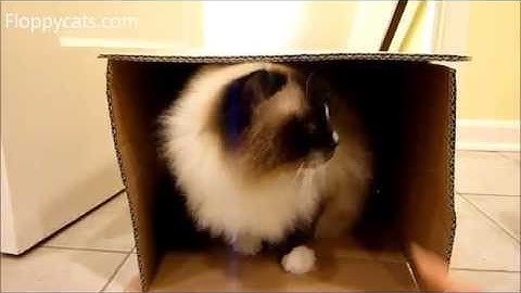 Ragdoll Cat Trigg in a Box - ねこ - ラグドール - Floppycats