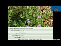 Recorded Webinar: Selecting Plants for the Perfect Summer Landscape