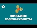 Физалис - полезные свойства. Лечит подагру, камни в почках, рак, гепатит, ревматизма и т.д.