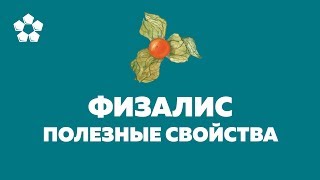 Физалис - полезные свойства. Лечит подагру, камни в почках, рак, гепатит, ревматизма и т.д. Физалис - полезные свойства. Лечит подагру, камни в почках, рак, гепатит, ревматизма и т.д.