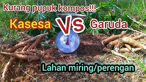 singkong garuda vs singkong kasesa kekurangan pupuk kompos