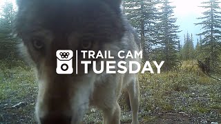 Curious Wolf Pack Gets Up Close! | Trail Cam Tuesday - 005 by EXPOSED Wildlife Conservancy 5,276 views 4 years ago 2 minutes, 31 seconds