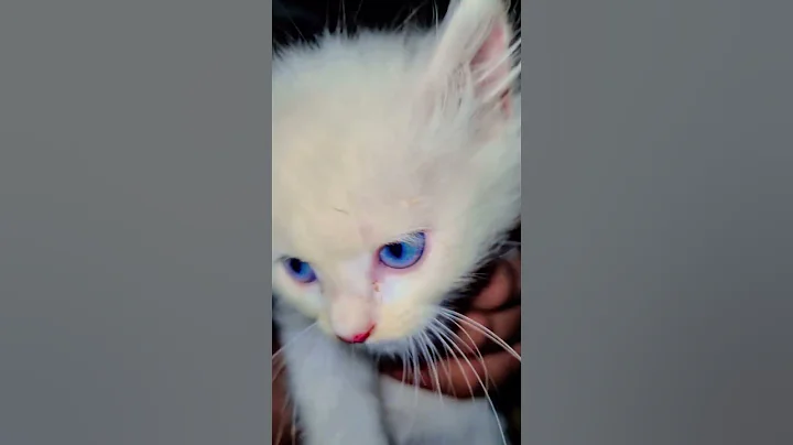 Video 10911481: persian kitten animal, persian kitten playing