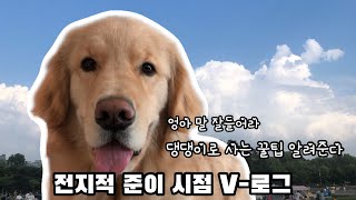 전지적 댕댕시점 브이로그