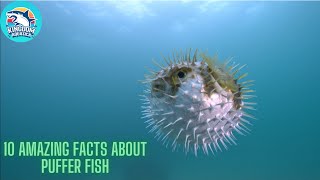 10 Amazing facts about the Puffer Fish| KingdomAquatica