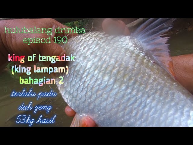 king of tengadak bahagian 2 #heboh#kecoh#tergempar#viral#ikan terlalu banyak, hasilnya 53kg..epsd190 class=