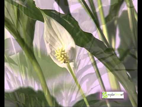 Cuidados sobre la Planta Spatifilium - YouTube