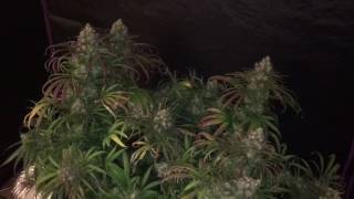 Blue dream harvest viperspectra led