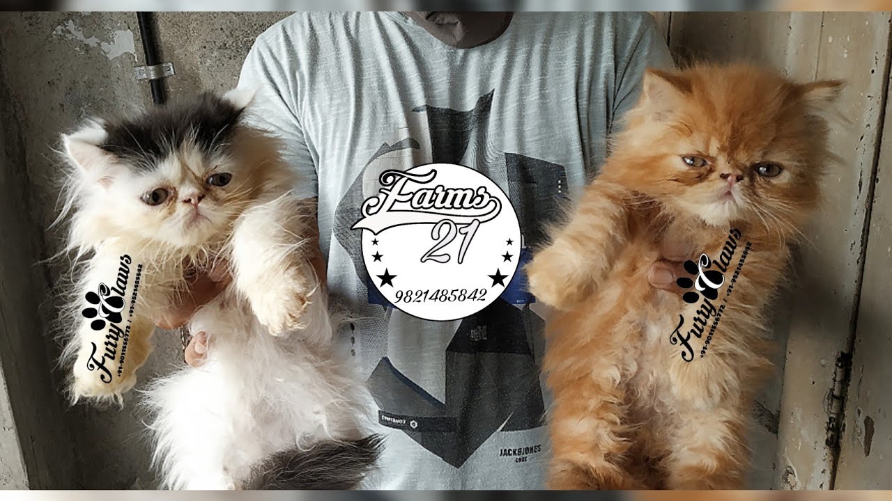 Extreme punch male kittens YouTube