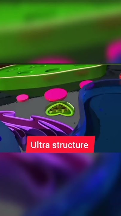 Food Factory Of Plant Cell Part 2 biology food youtubeshorts YouTube food-factory-of-plant-cell-part-2-biology-food-youtubeshorts-youtube