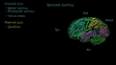 Psikoloji ve Beyin Fonksiyonları ile ilgili video