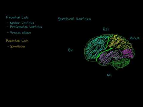 Serebral Korteksin İşlevleri (Psikoloji / Davranış)