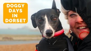 Days out in Dog Friendly Dorset with the Whippets