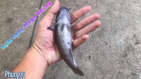 Liệu có phải là clip cuối cùng về câu cá bống dừa? Catching Glory fish