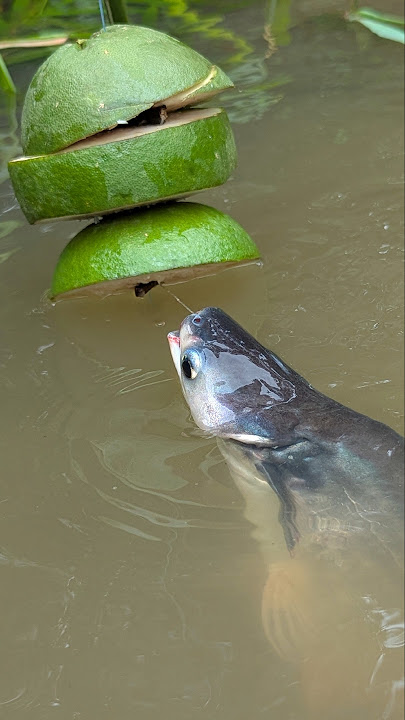 Unbelievable Fishing Trap System Village Unique Idea#fish_fish_trap