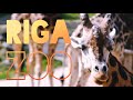 RIGA ZOO | Sony a6000