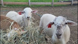 Evaluating St Croix / Katahdin Sheep and the State of My Pastures