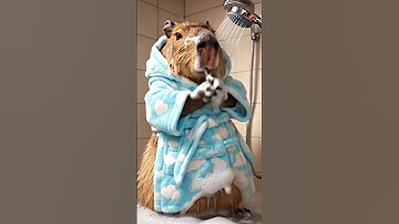 Chill With a Capybara 🧘 #capybara #loveyou #funny #peace