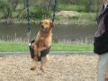 Dog Swing