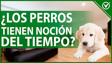 ¿Cómo perciben los perros el tiempo?