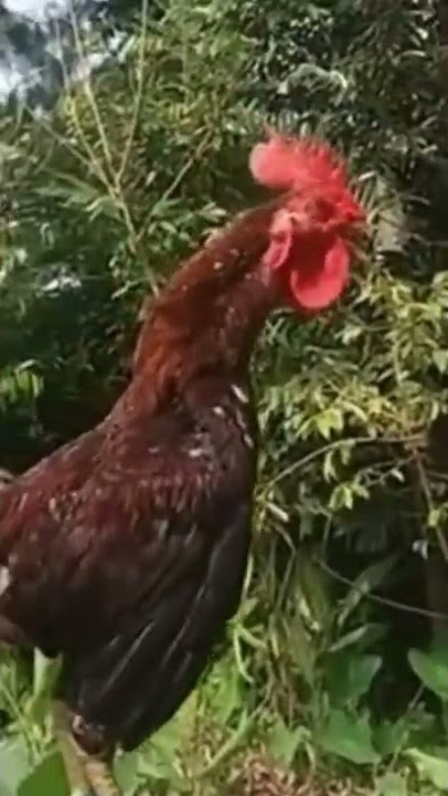 🐓 Ayam Ketawa Laughing Rooster 🐓 Funny Laughing Chicken Videos 😄
