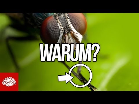 Video: Welche Krankheiten übertragen Fliegen?