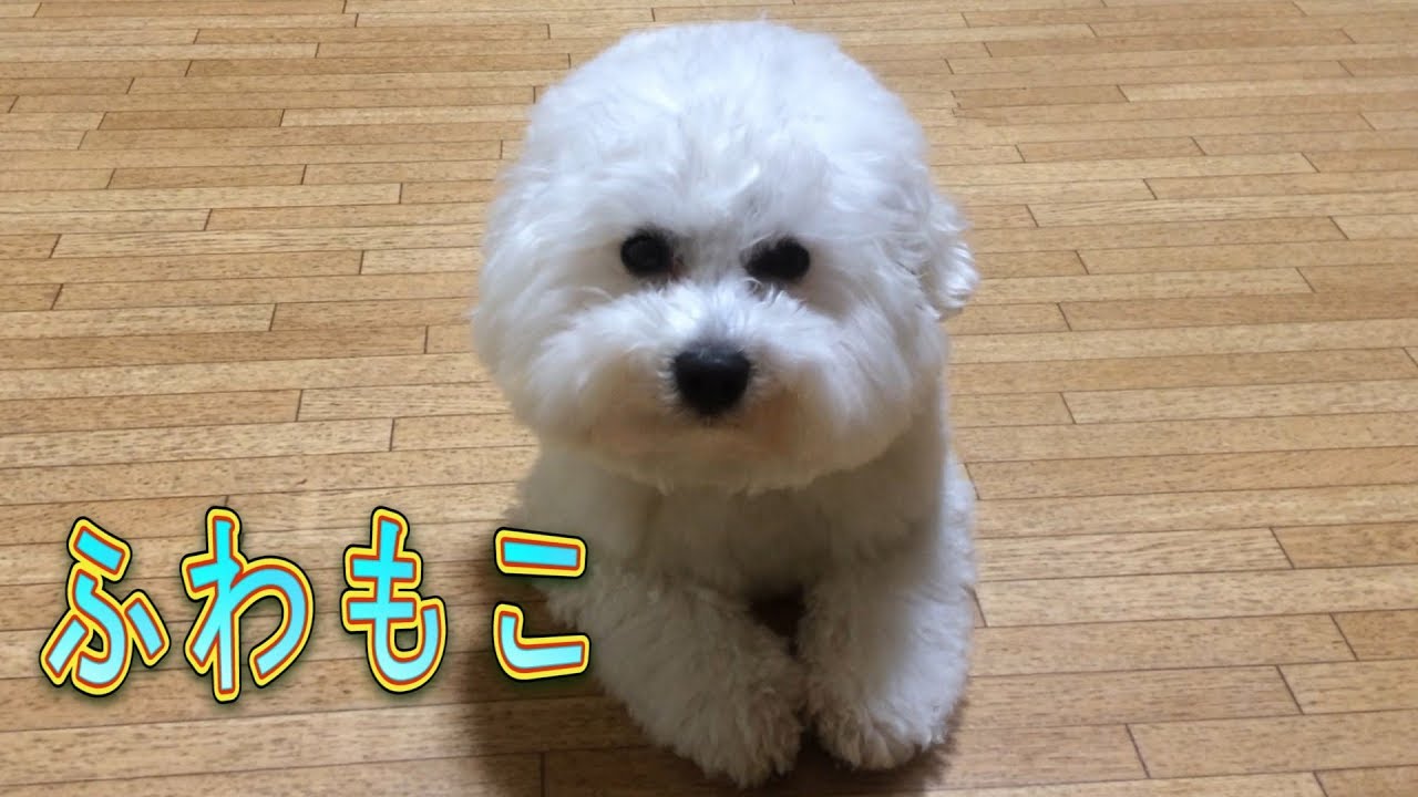 ふわもこ 白くてかわいい犬 ビションフリーゼ Youtube