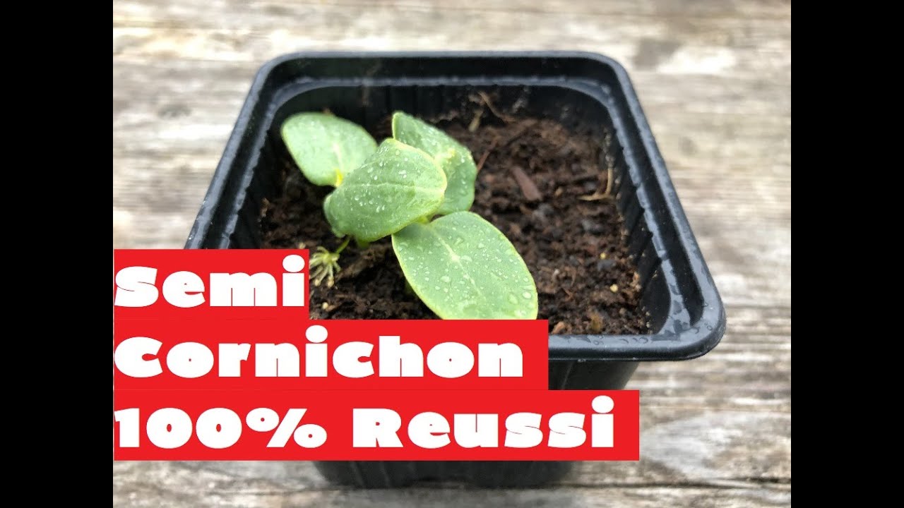 Semer des cornichons ( Semis des cornichons ) Restez Chez vous 🌱
