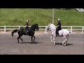 Passage e Piaffe cavalos Lusitanos Rancho Novo