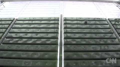 Carbon eating algae Video CNN