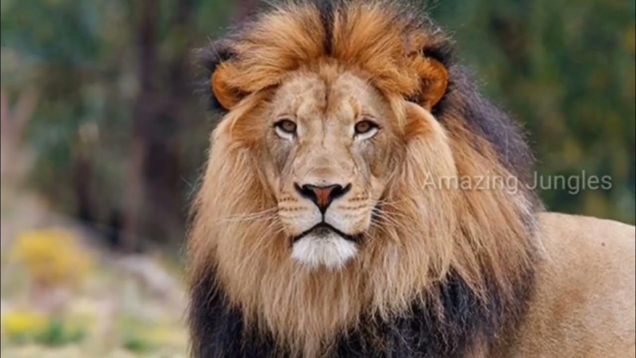 Lion Life Span|சிங்கத்தின் வாழ்க்கை முறையில் சில - YouTube