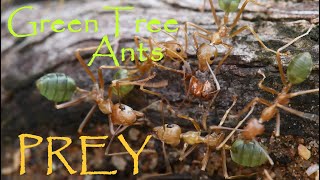 Green Tree Ants With ANT PREY NATURE