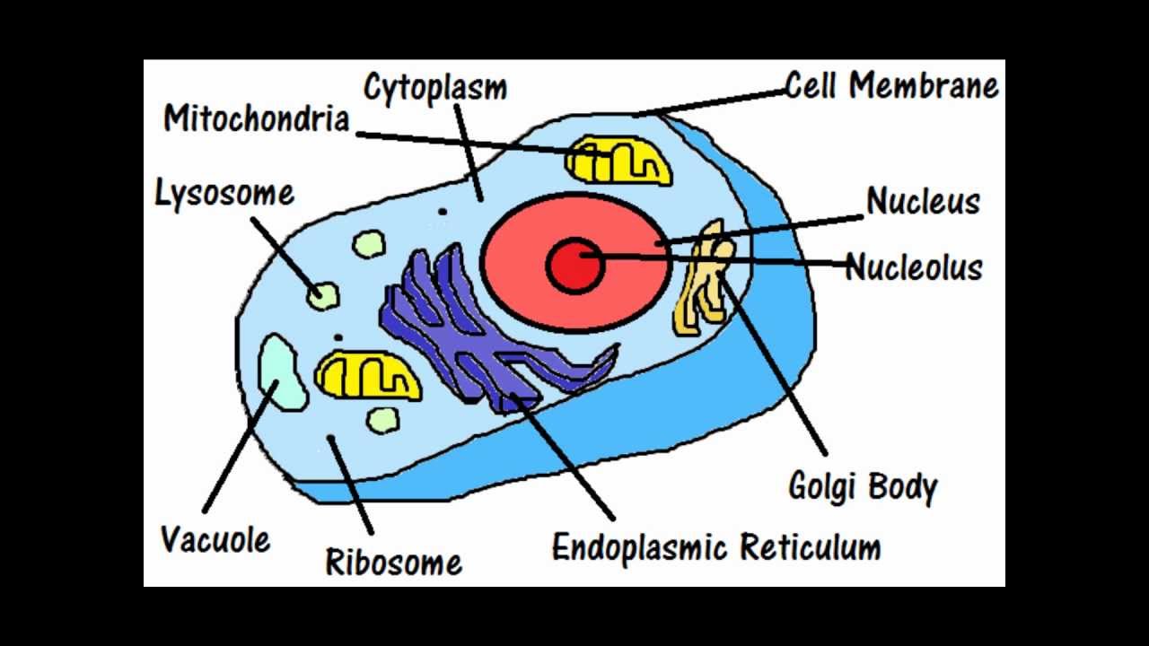 functions of the main cell components
