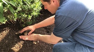 How To Help An Injured Bird