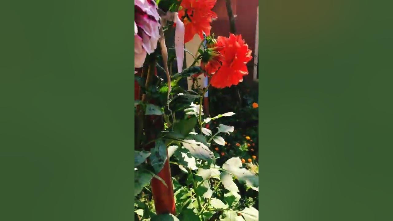 Each and every flower blooms in its own time. YouTube