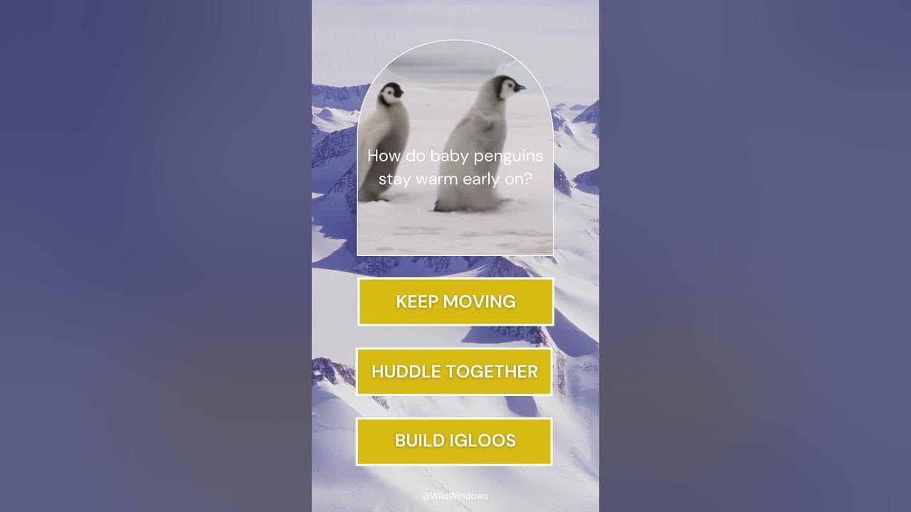 from-fluff-to-feathers-10-facts-about-baby-penguins-part-2-penguin