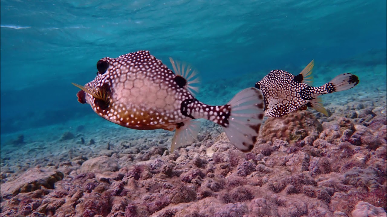Snorkeling in Aruba