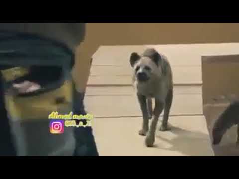 نغمه جوكر حزين 