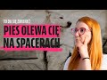 Dlaczego mój pies nie słucha na spacerze? Co z tym zrobić! 🐕💡