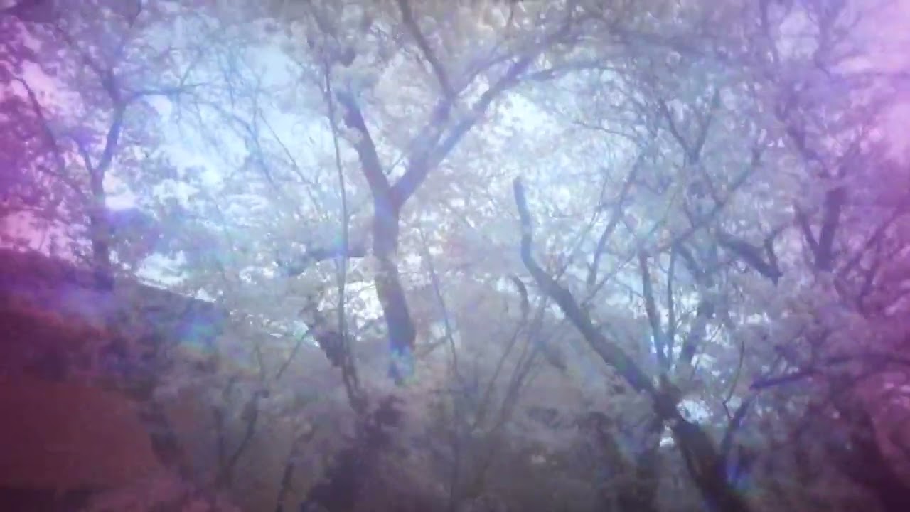 川崎_桜並木_MAH02111