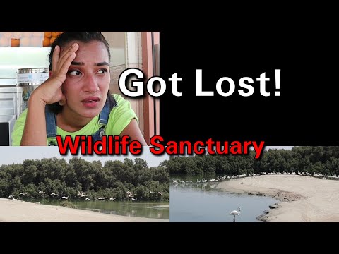 Got Lost In Dubai! – Ras Al Khor Wildlife Sanctuary