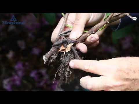 Video: Fertilizing Rhododendron Bushes - Leer hoe en wanneer om 'n Rhododendron te voer