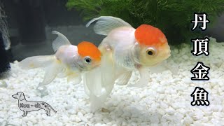 【丹頂金魚】ねえ、詳しい方教えて。このままで良いの？ 鱗が変色　遺伝子・餌 原因は何？病気？治るの？元気なウンチなんですが、何が起きてるの？