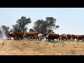 P238 Rancho El Molino, orgullo de la familia Suárez