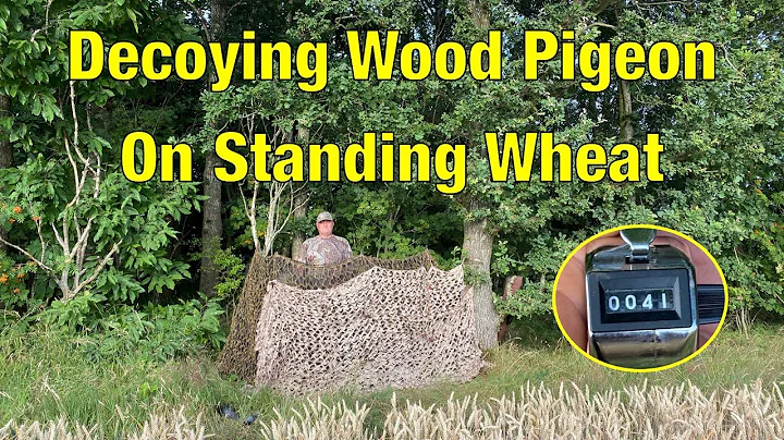 Wood Pigeon Shooting !! Decoying Wood Pigeon On Standing Wheat For Crop Protection