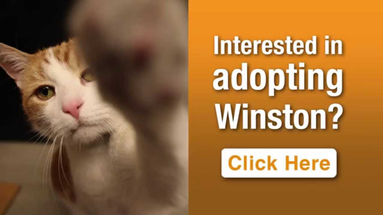 cute cats for sale ASPCA Pet of the Week: Winston