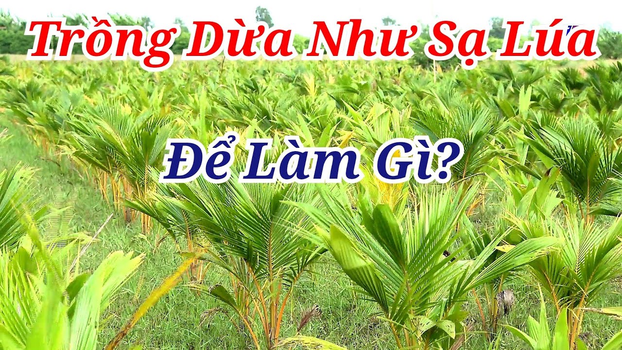 Trồng Dừa Như Sạ Lúa và Kết Quả Ngoài Sức Mong Đợi.