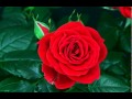 Flower blooming rose